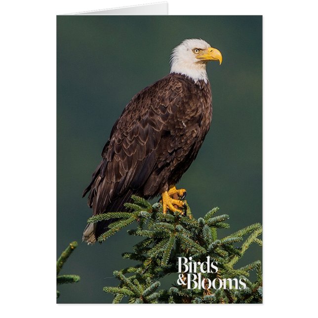 Eagle chauve majestueux (Devant)