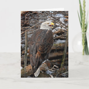 Eagle chauve par la carte de vacances de nid de