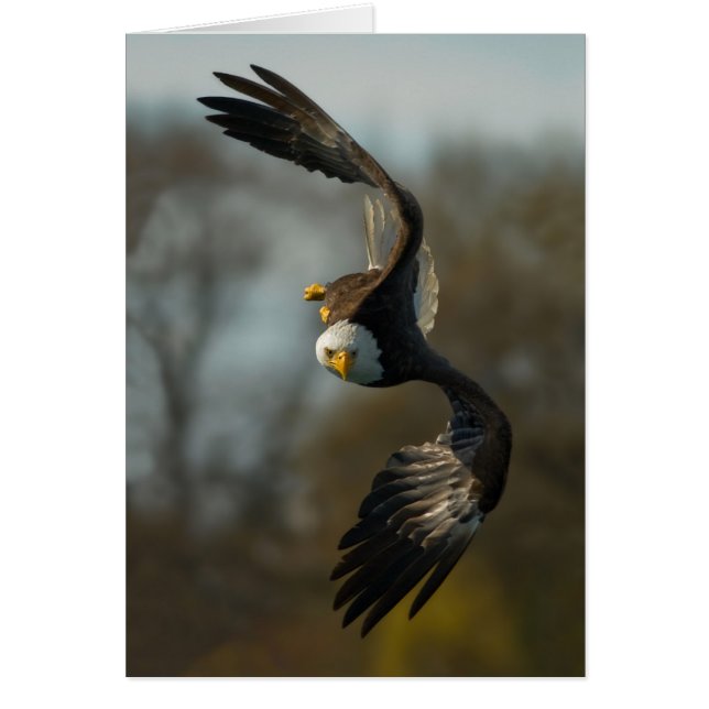 Eagle chauve sur la chasse (Devant)
