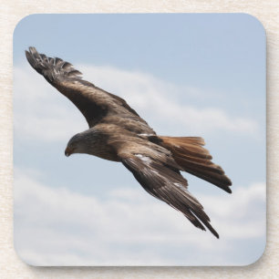 Eagle Coaster