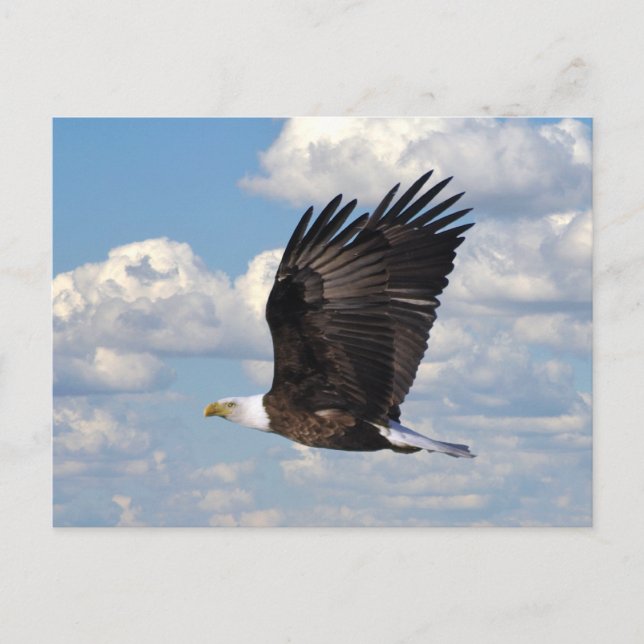 Eagle dans la carte postale Sky (Devant)
