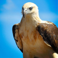 Eagle Design Motivational Inspirational Poster