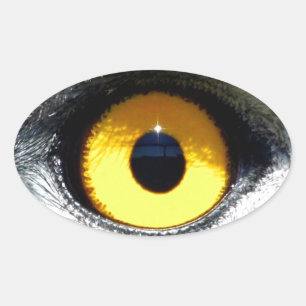 Eagle Eye Oval Sticker