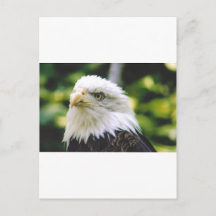Eagle Eye Postcard