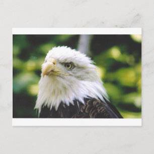 Eagle Eye Postcard