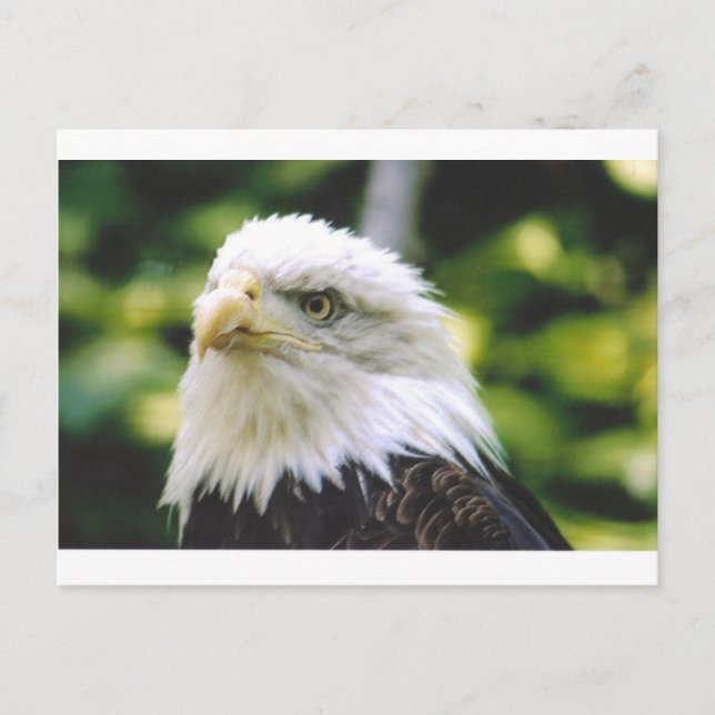 Eagle Eye Postcard (Front)
