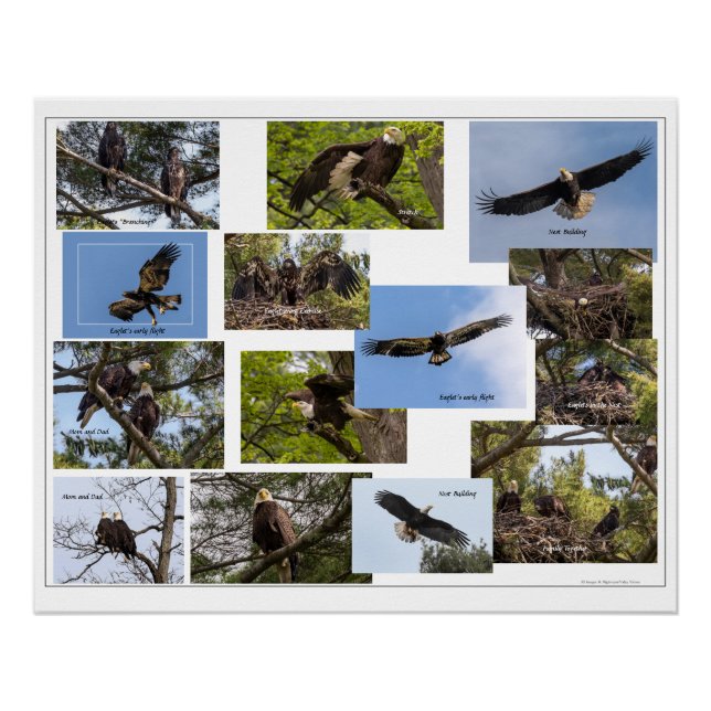 Eagle Family Life Poster (Front)