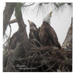 Eagle family singing Spiegeland Tile