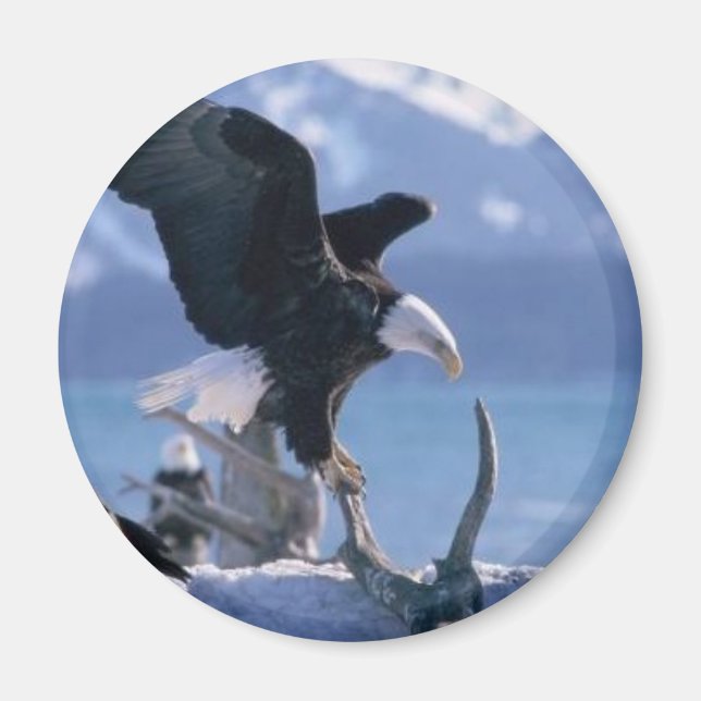 eagle fly2 magnet (Front)