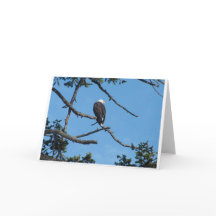 Eagle Greeting Card