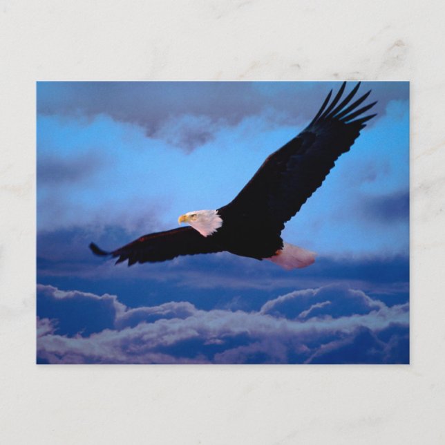 Eagle in Flight Postcard (Front)