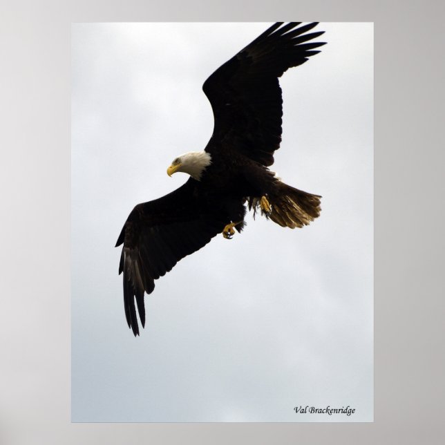 "Eagle In Flight" Poster (Front)