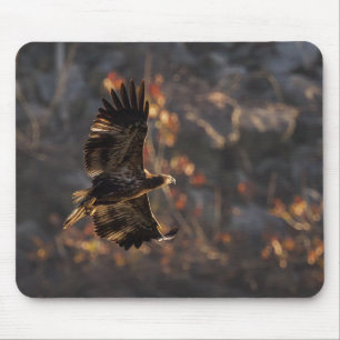 Eagle In the Golden Hour Mouse Pad