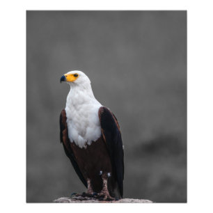 Eagle Minimalist Selective Colour Photography Photo Print