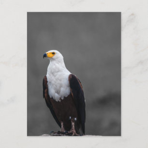 Eagle Minimalist Selective Colour Photography Postcard