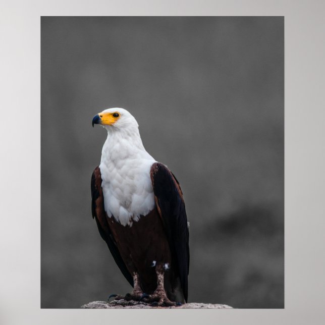 Eagle Minimalist Selective Colour Photography Poster (Front)