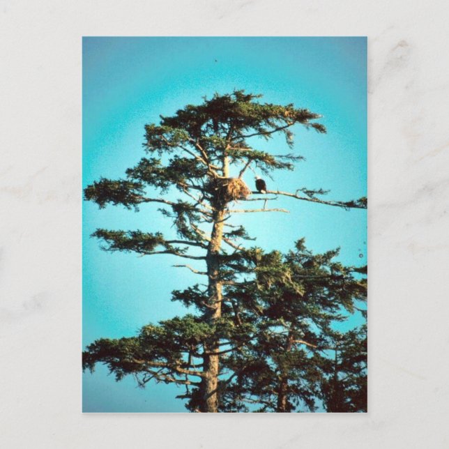 Eagle Nest Postcard (Front)