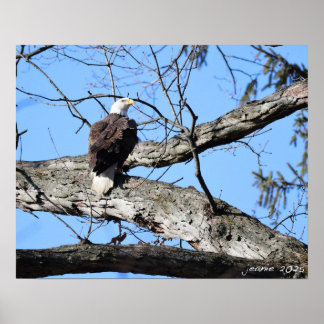 Eagle on a branch poster