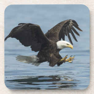 Eagle on Approach Coaster