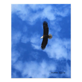 Eagle on the wing photo print