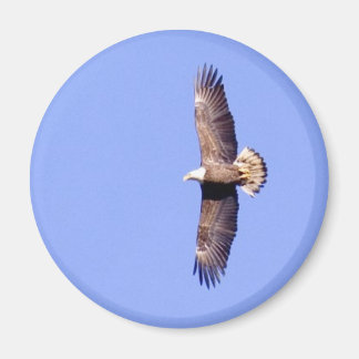 Eagle Over Conowingo Magnet