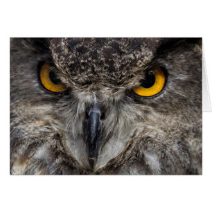 Eagle Owl