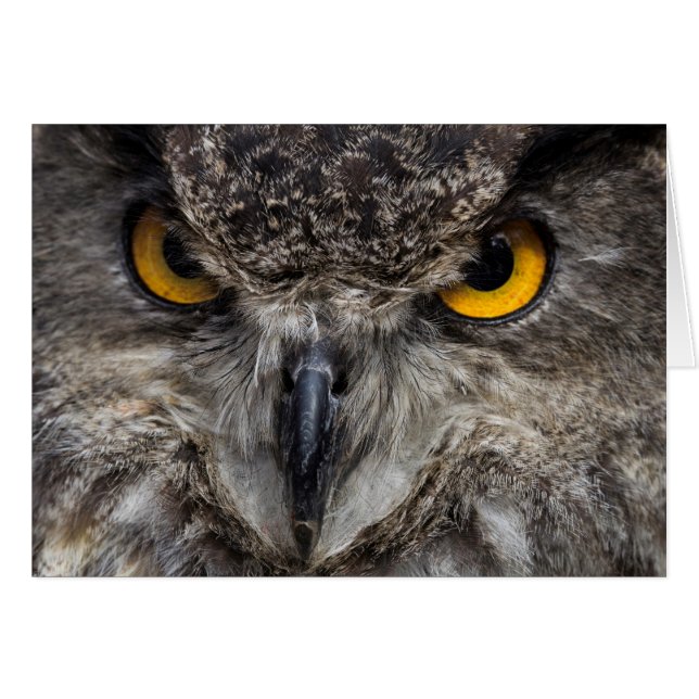 Eagle Owl (Devant Horizontal)