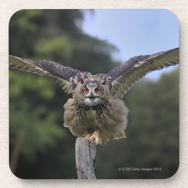 Eagle Owl (Bubo bubo) Coaster (Front)