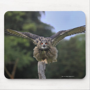 Eagle Owl (Bubo bubo) Mouse Pad
