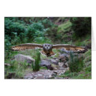 Eagle Owl. Forward Motion