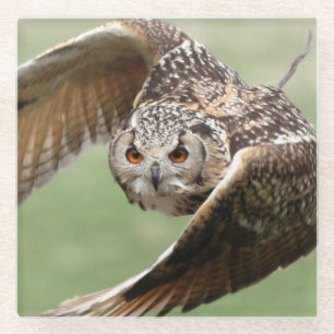 Eagle Owl In Flight Glass Coaster