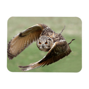 Eagle Owl In Flight Magnet