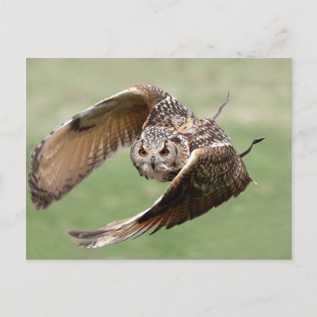 Eagle Owl In Flight Postcard (Front)