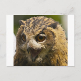 eagle owl.jpg postcard