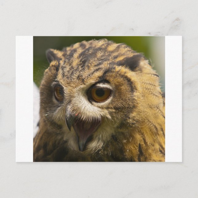 eagle owl.jpg postcard (Front)