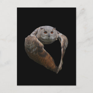 Eagle Owl Postcard