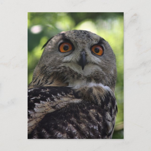 Eagle-owl Postcard (Front)