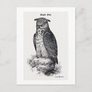 "Eagle Owl" Vintage Illustration Postcard