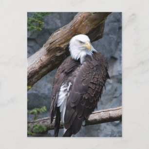 Eagle Perch Postcard