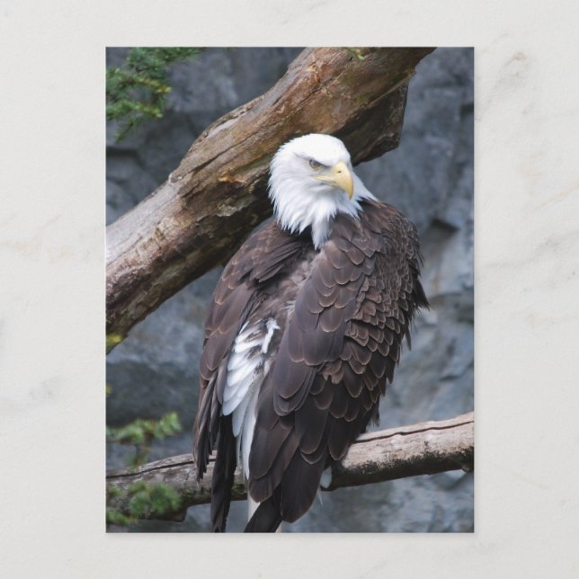 Eagle Perch Postcard (Front)