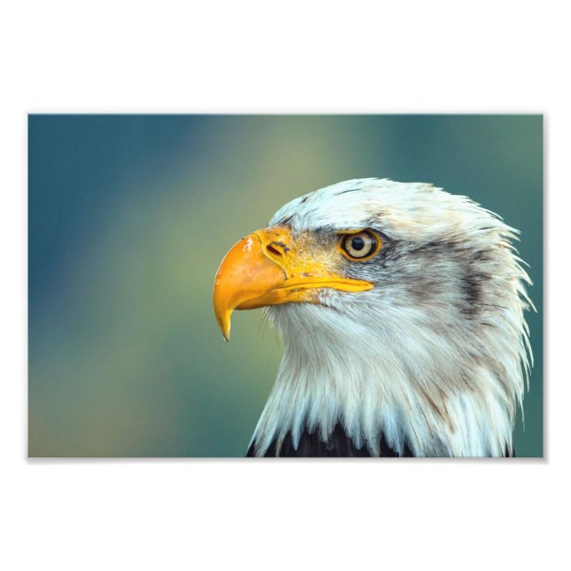 Eagle Picture Photo Print (Front)