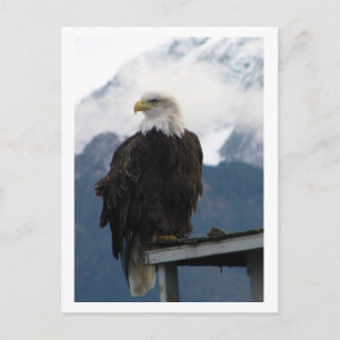 Eagle Postcard