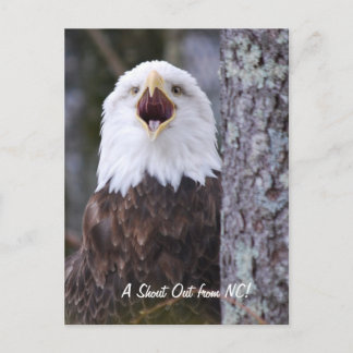 Eagle Postcard