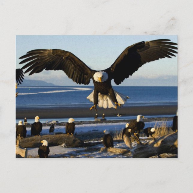 Eagle Postcard 445 (Front)