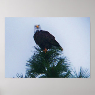 Eagle Poster