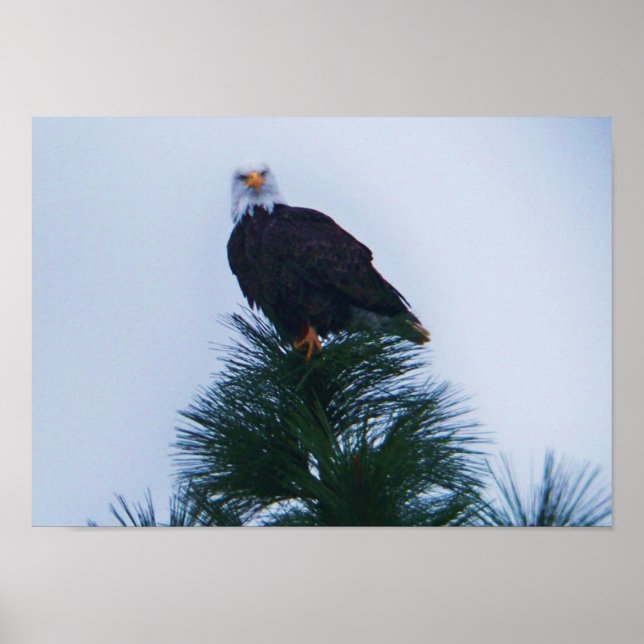 Eagle Poster (Front)