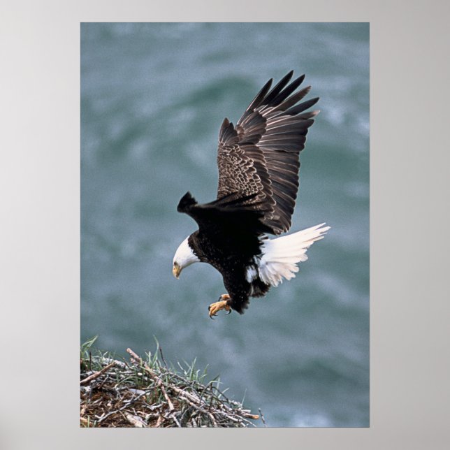 Eagle Poster (Front)