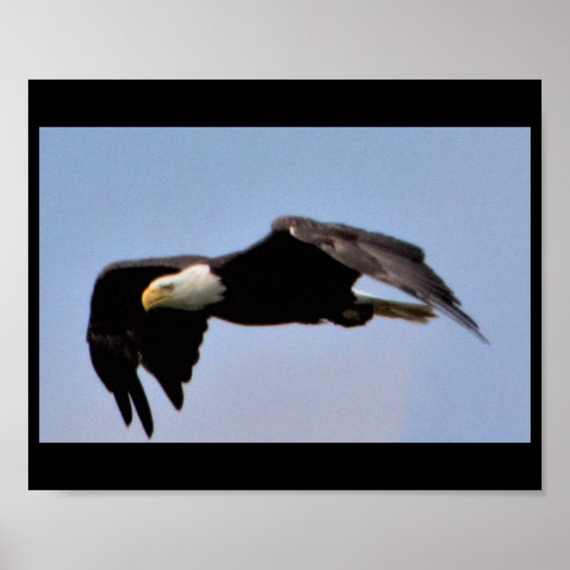 Eagle Poster (Front)