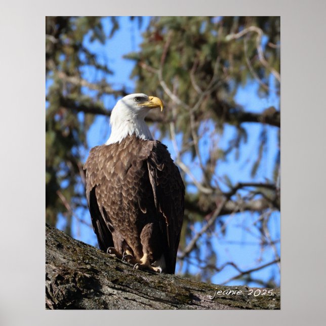 Eagle Poster (Front)