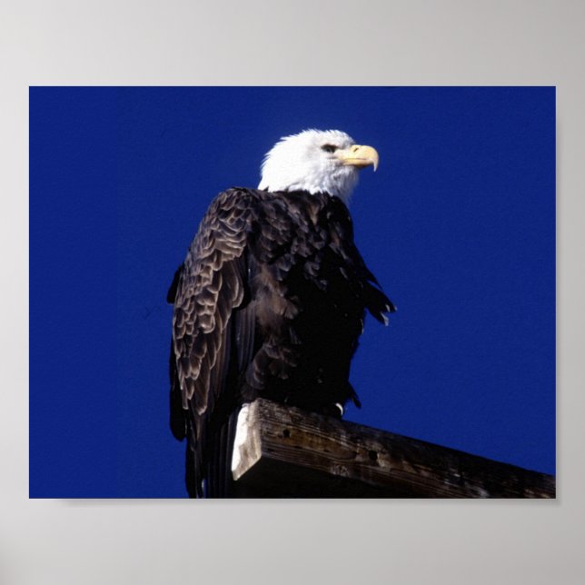 Eagle Poster (Front)